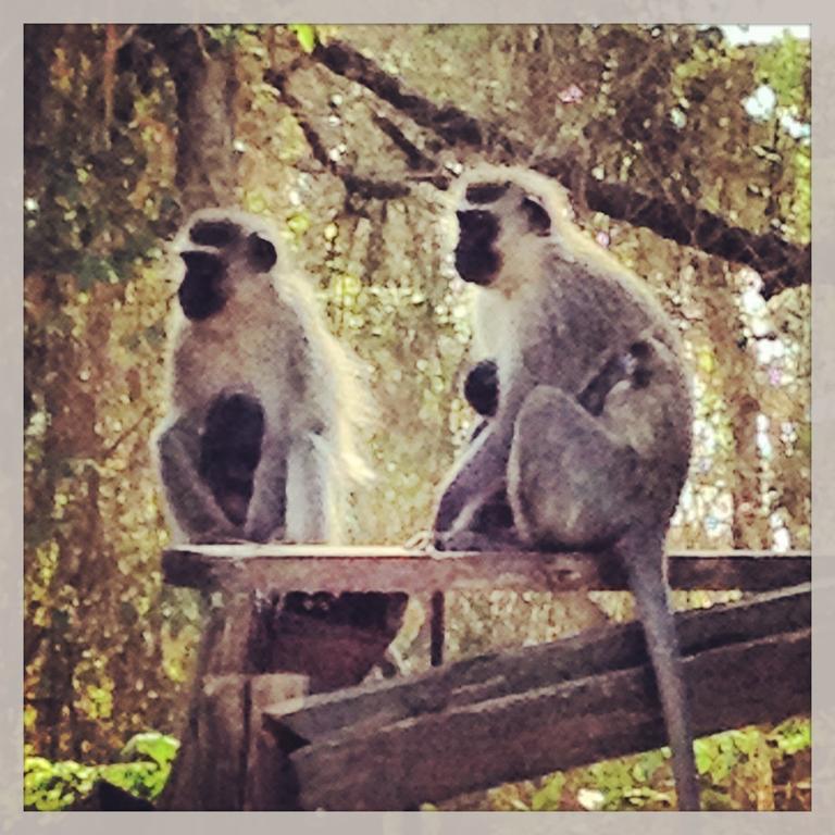 Jungle Monkey Backpackers Vandrarhem Port Saint Johnʼs Exteriör bild